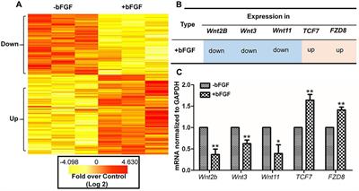 Feedback Activation of Basic Fibroblast Growth Factor Signaling via the Wnt/β-Catenin Pathway in Skin Fibroblasts